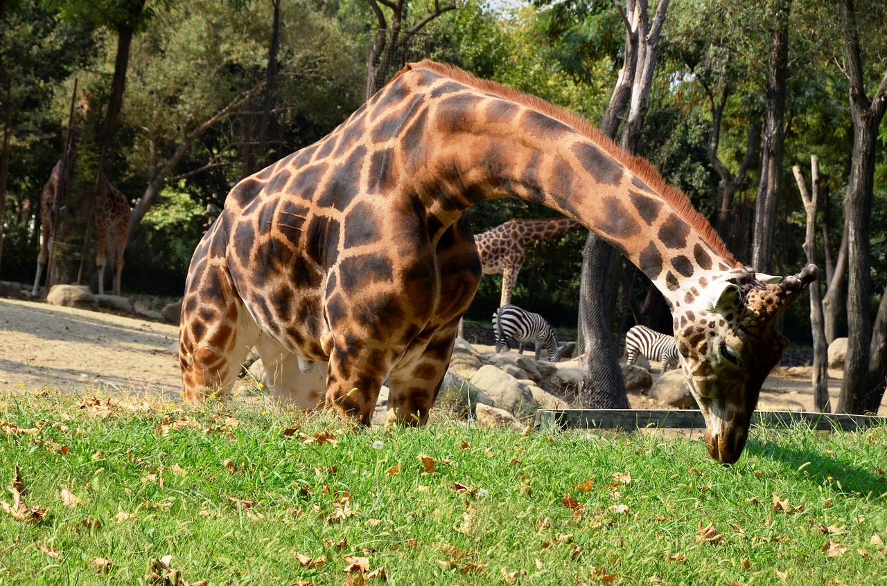 zoopark  animal  safari free photo