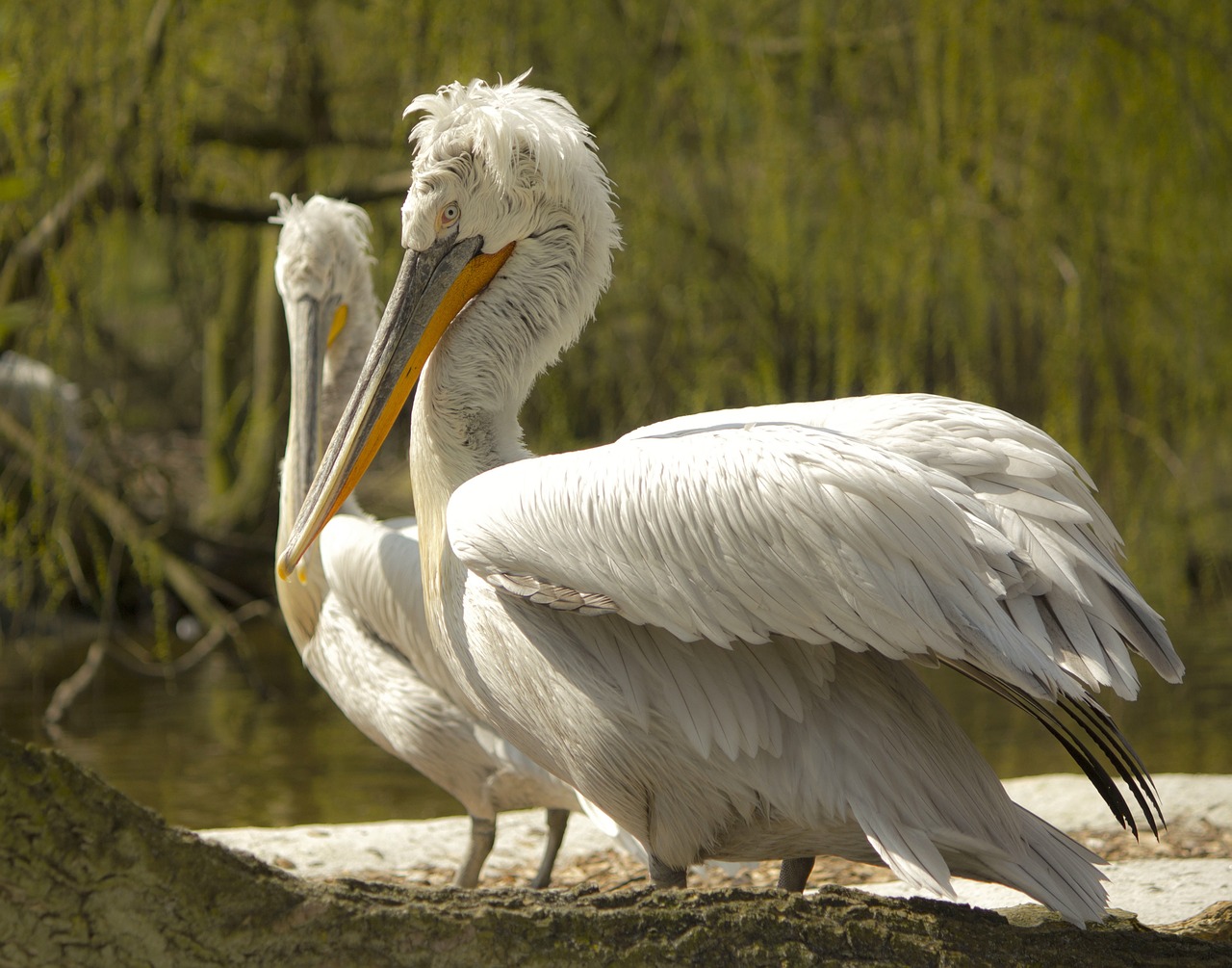 zoovogel loved white free photo