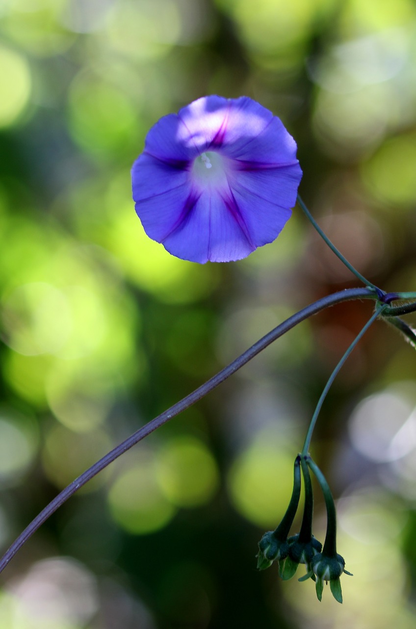 zorea violet flower free photo