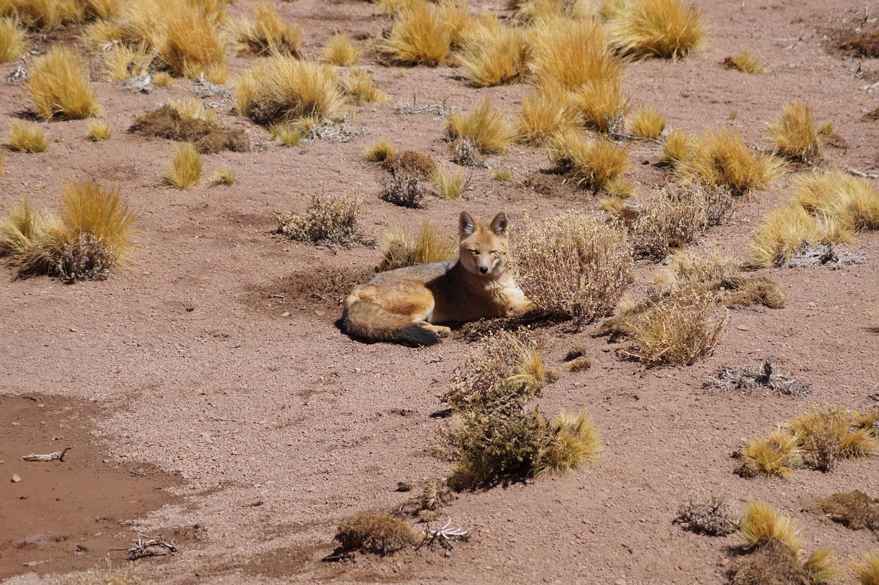 zorro chile fox free photo