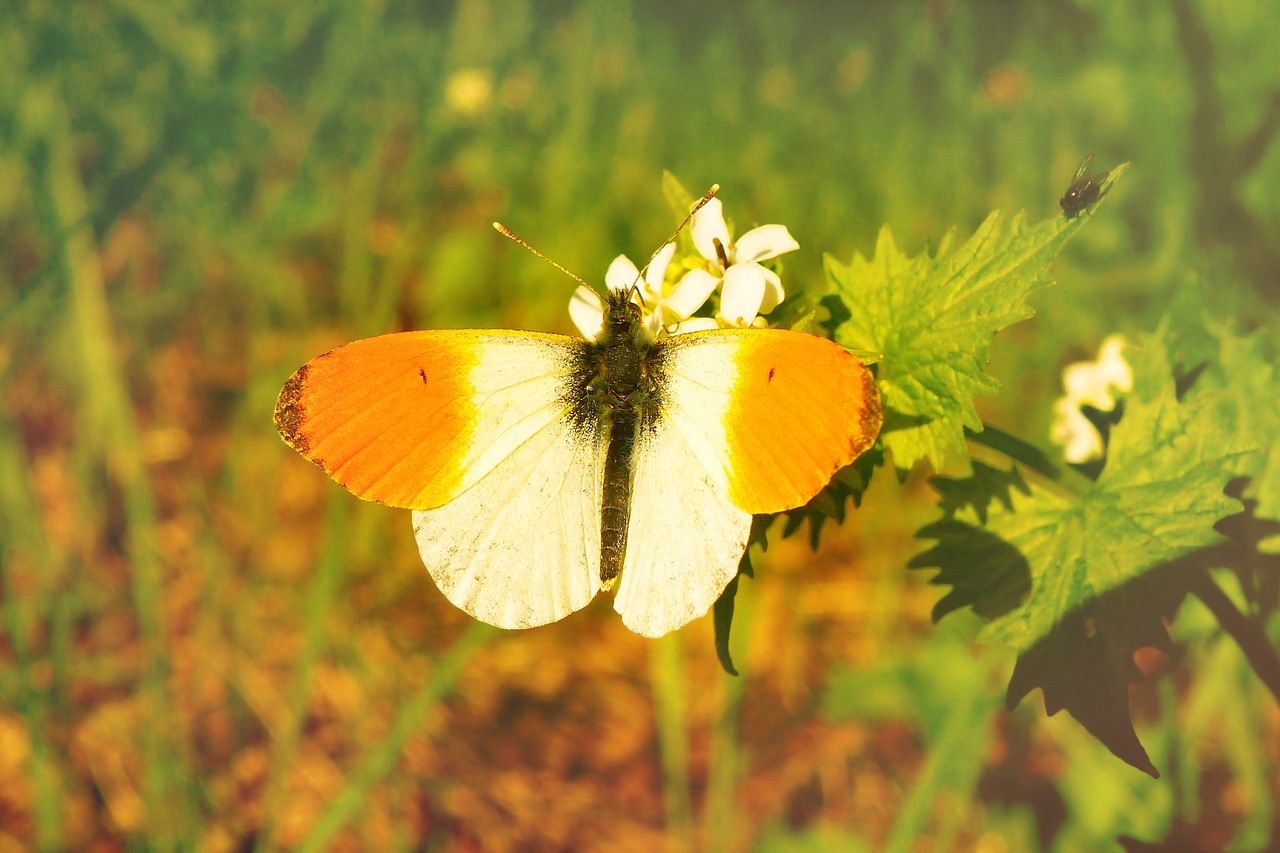 zorzynek rzeżuchowiec  tom  insect free photo