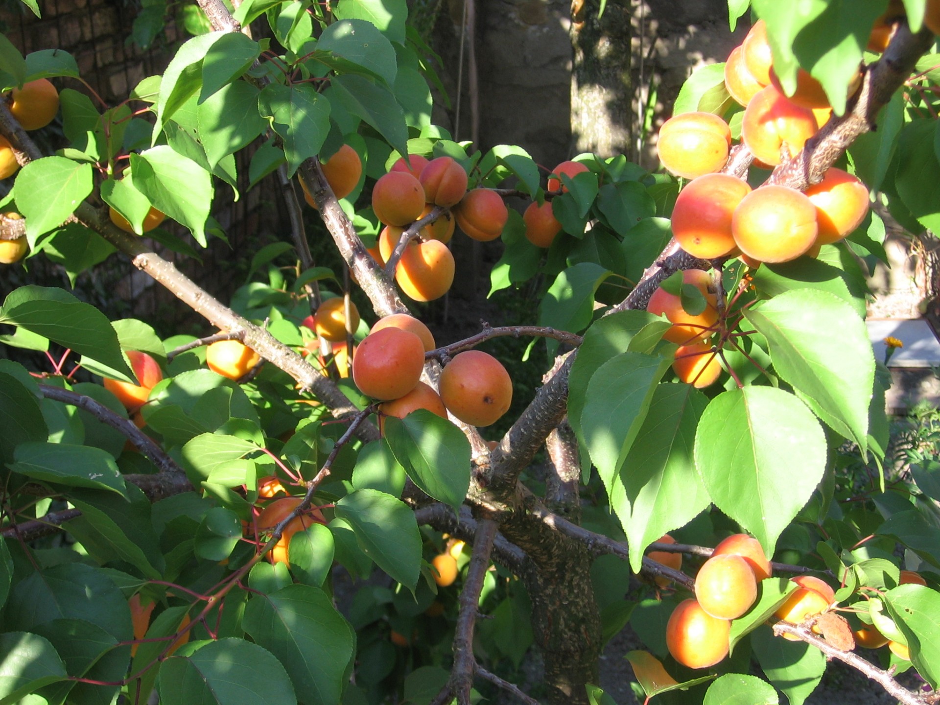 fruit summer apricots free photo
