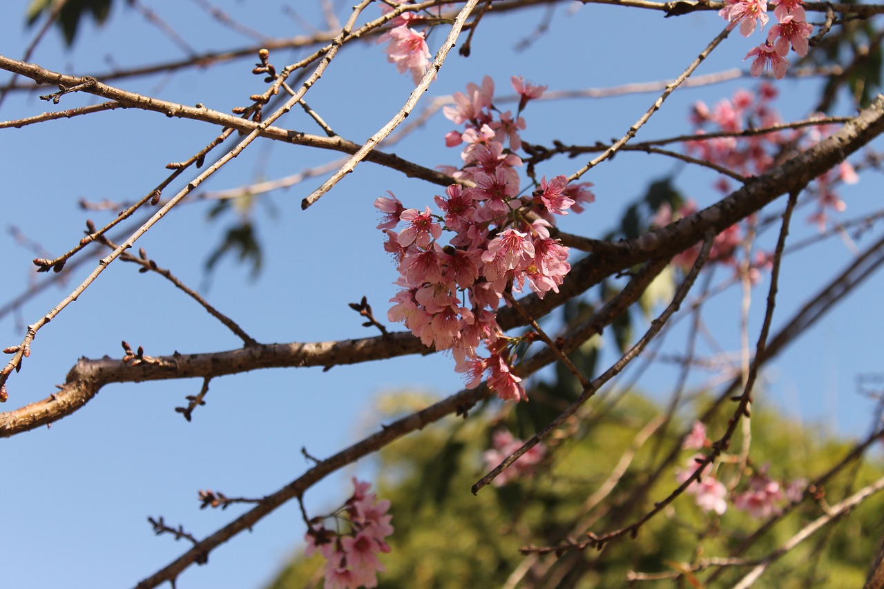 zu lai temple cherry tree free photo