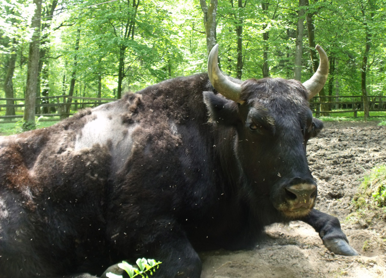 buffalo bison bull free photo