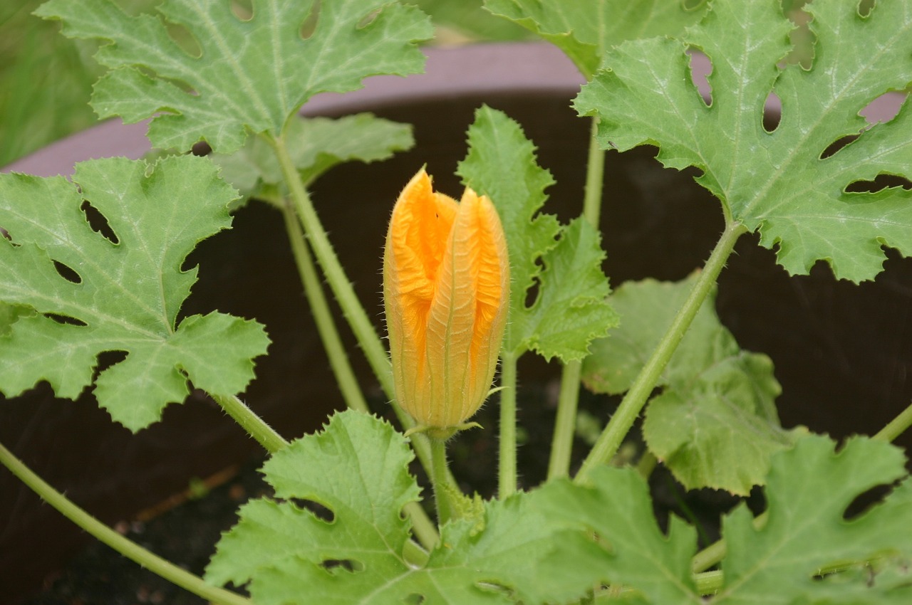 zucchini blossom bloom free photo