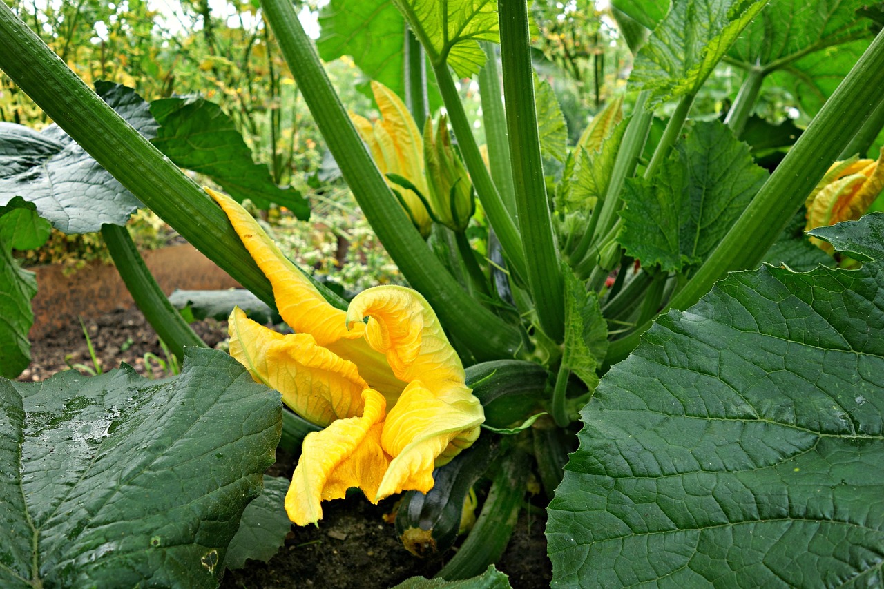 zucchini vegetable plant free photo
