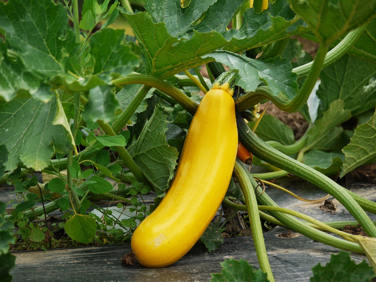 zucchini vegetables cultivation free photo