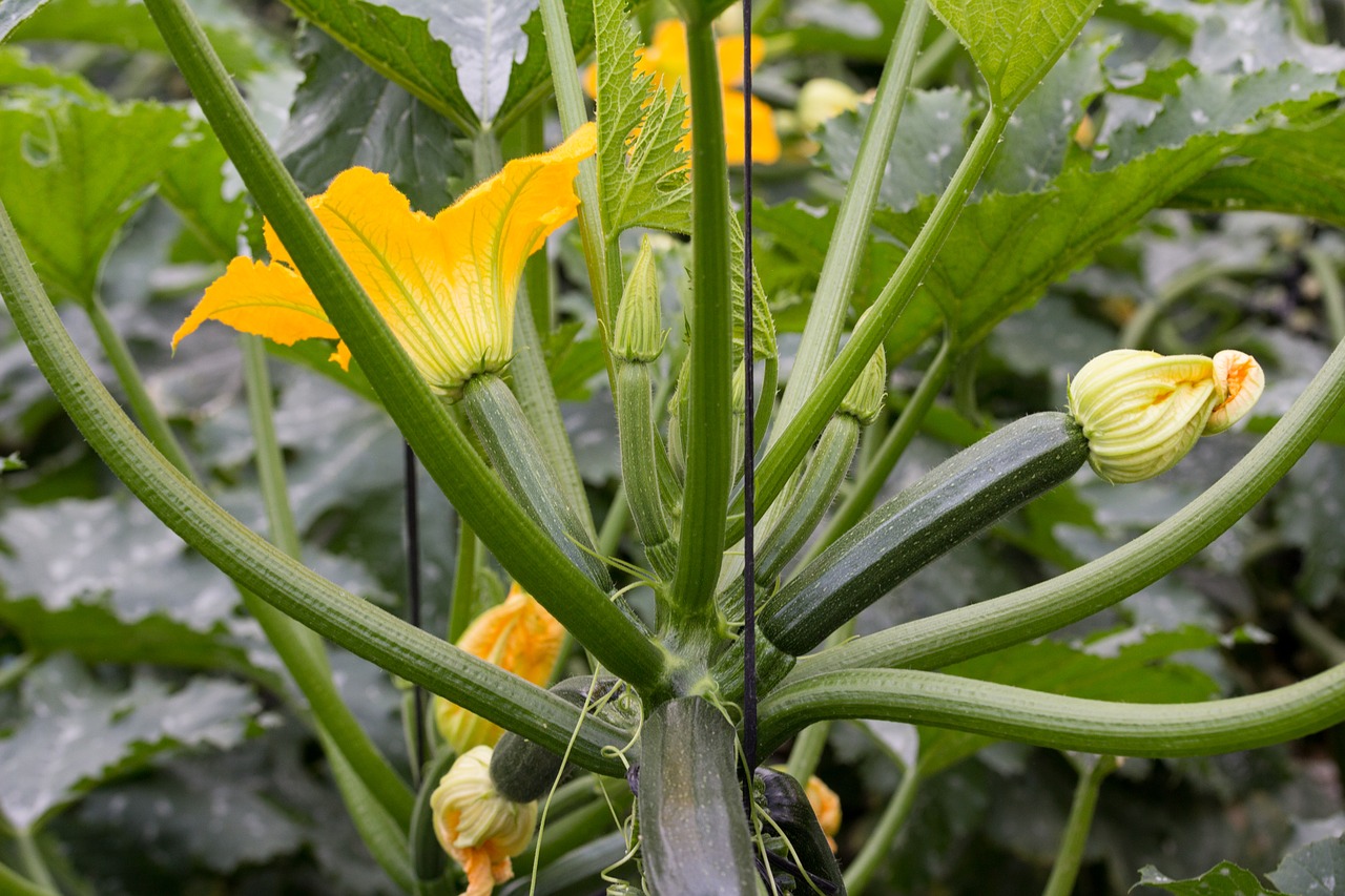 zucchini vegetable vegetables free photo