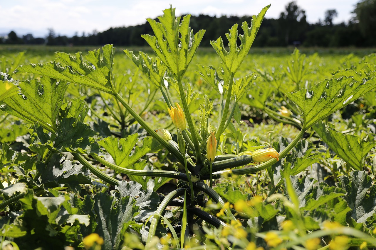 zucchini zucchetti vegetables free photo