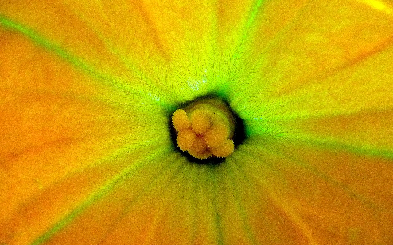 zucchini,blossom,macro,flower,yellow,green,nature,vegetable,free pictures, free photos, free images, royalty free, free illustrations, public domain