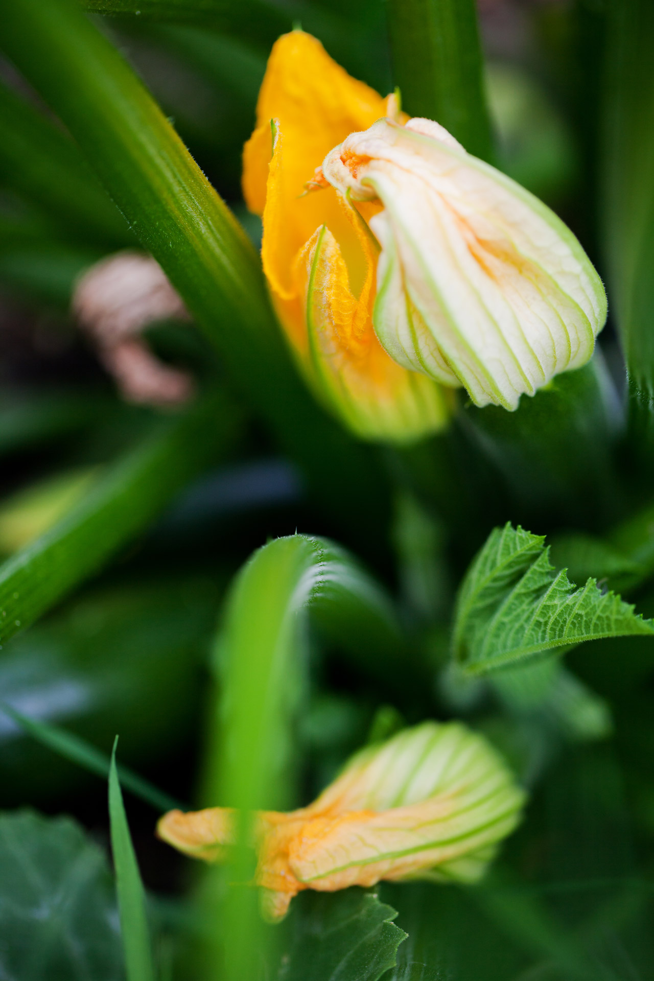 bud courgette flower free photo