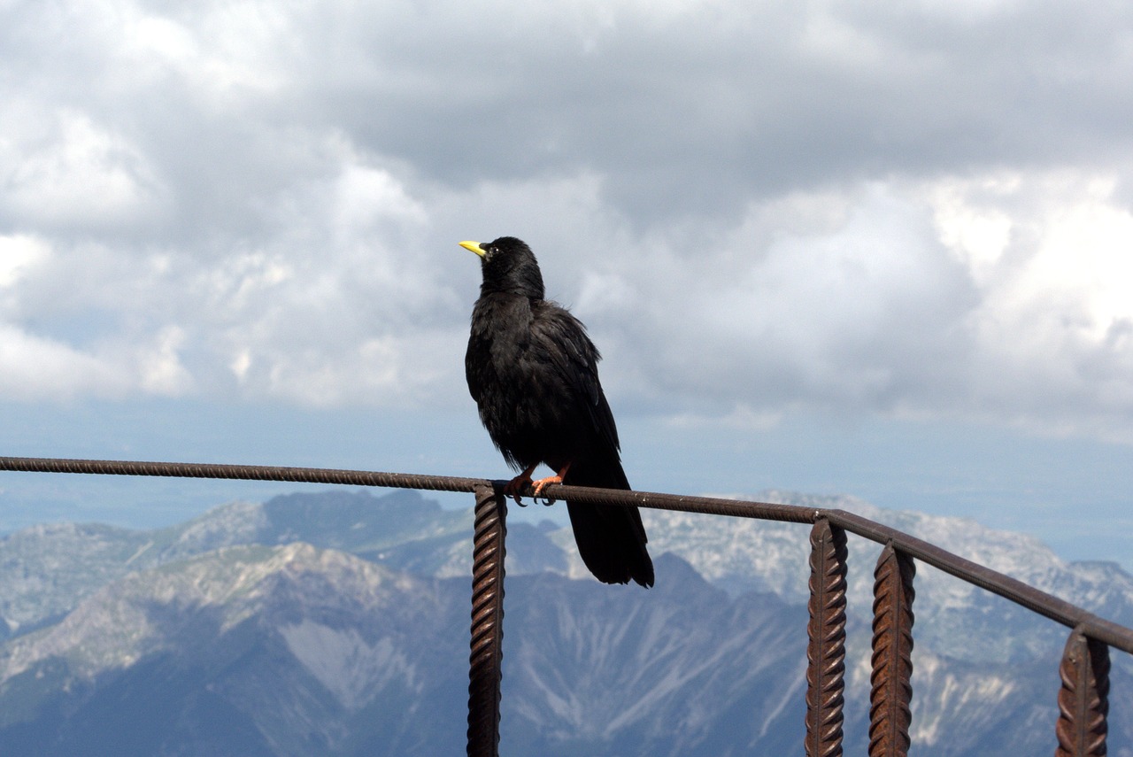 zugspitze raven bird free photo