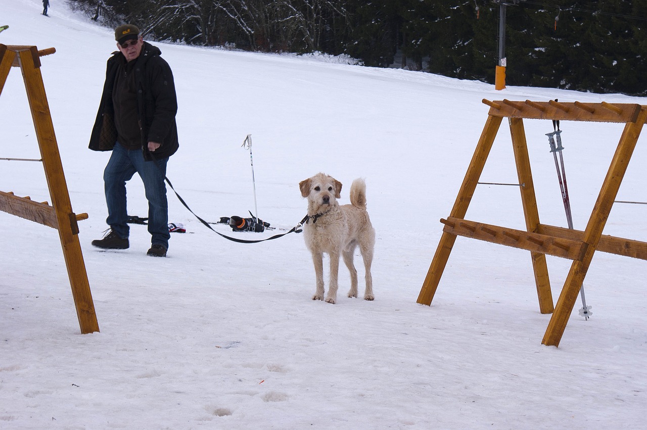 zuiza dog dea hund free photo