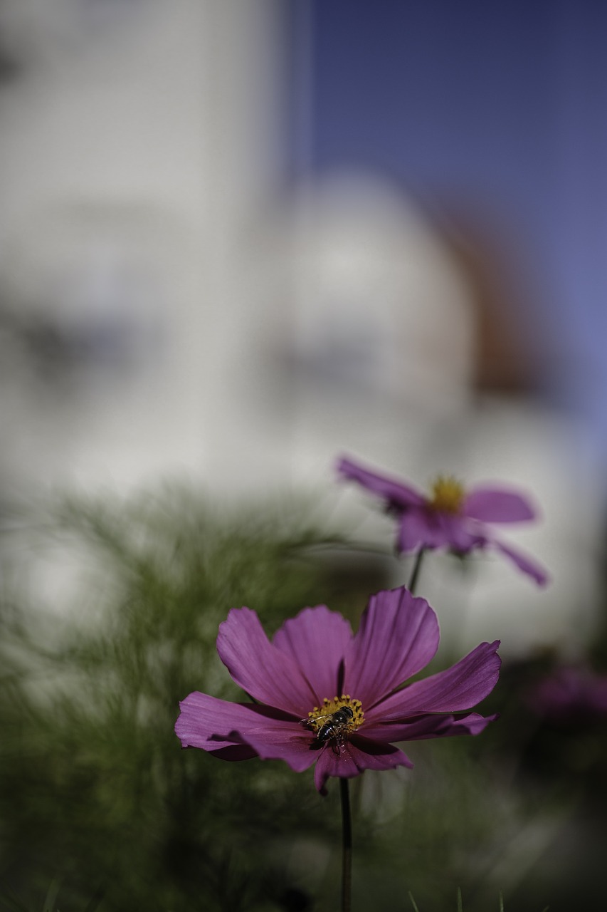 zurich flowers urban free photo