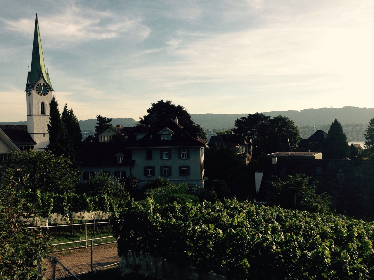 zurich zollikon vineyard free photo