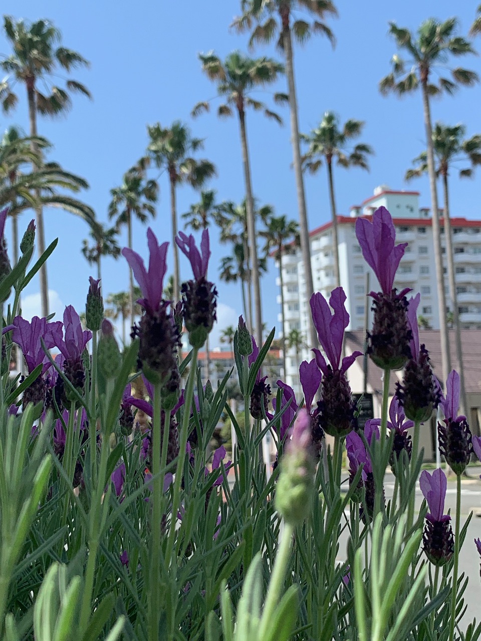 zushi marina  lavender  palm trees free photo