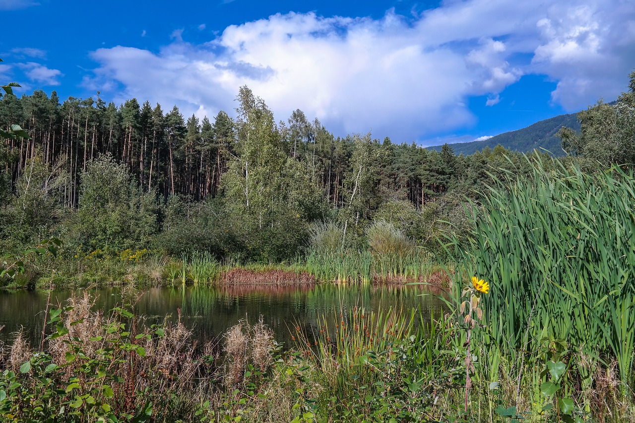 zussis biotope  south tyrol  water free photo