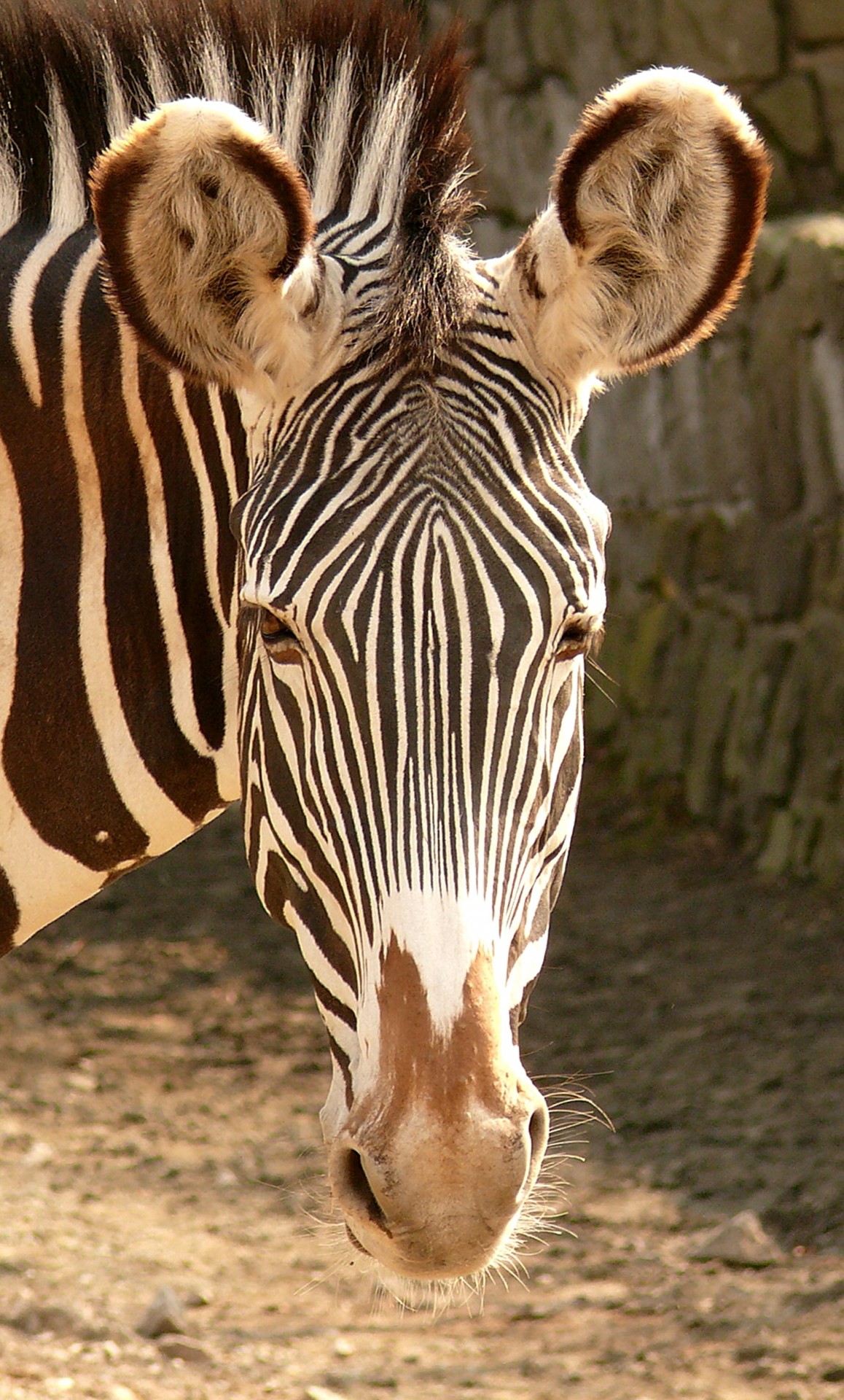 zebra animal stripes free photo