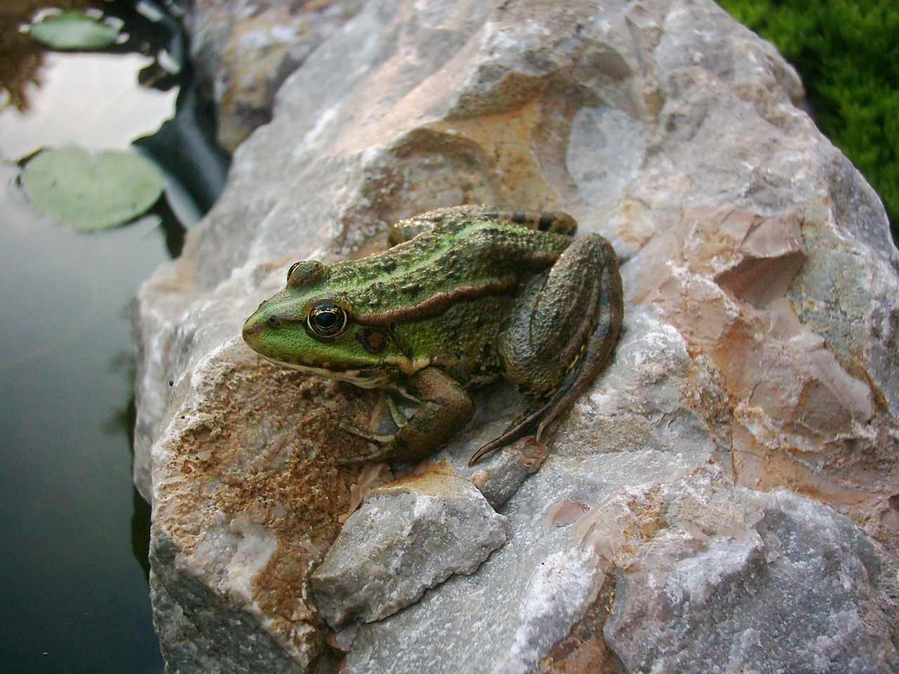 zvížata wild frog free photo