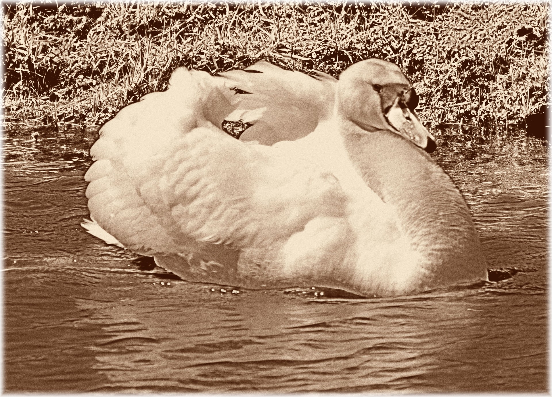 swan water bird animal free photo