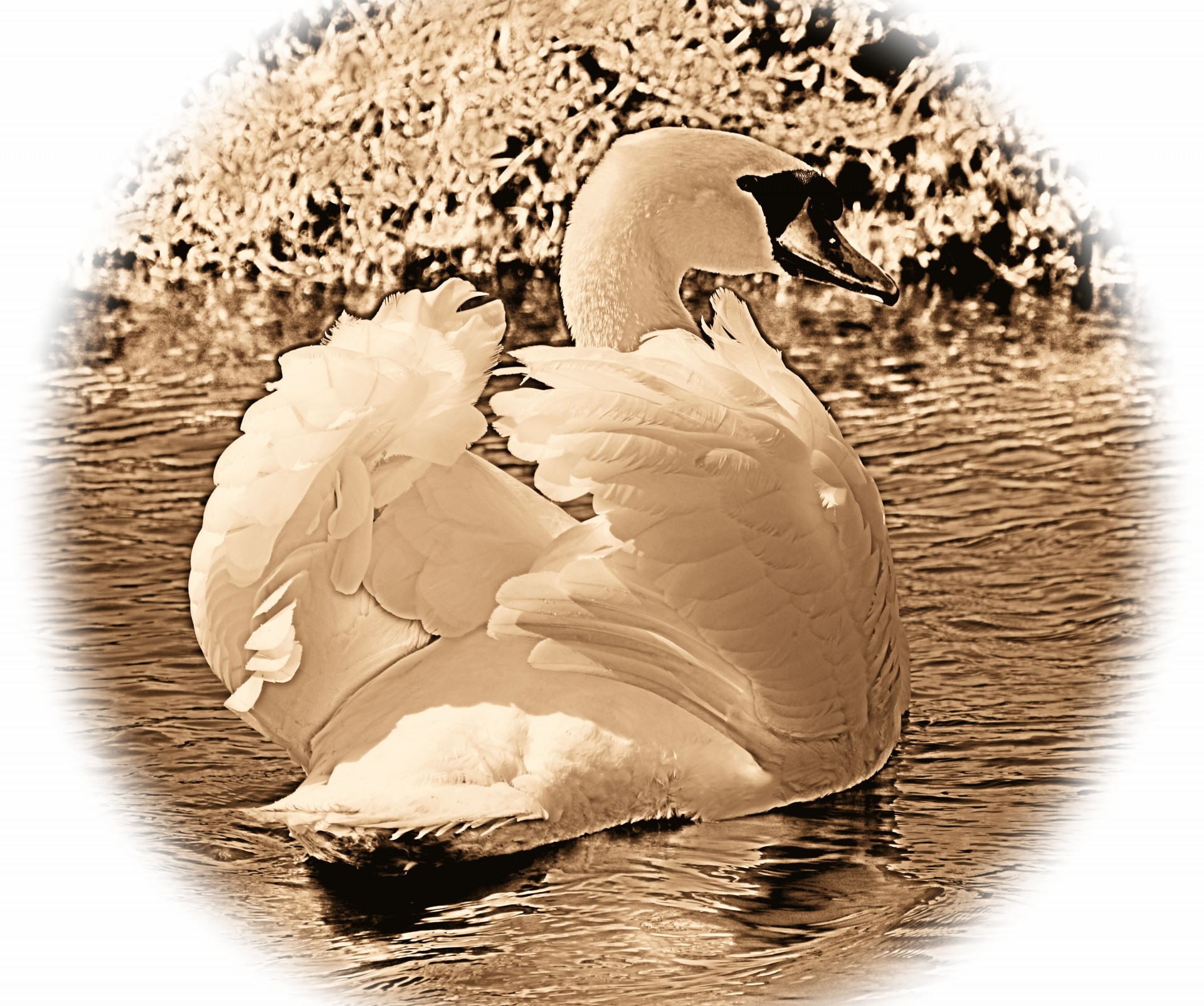 swan water bird animal free photo