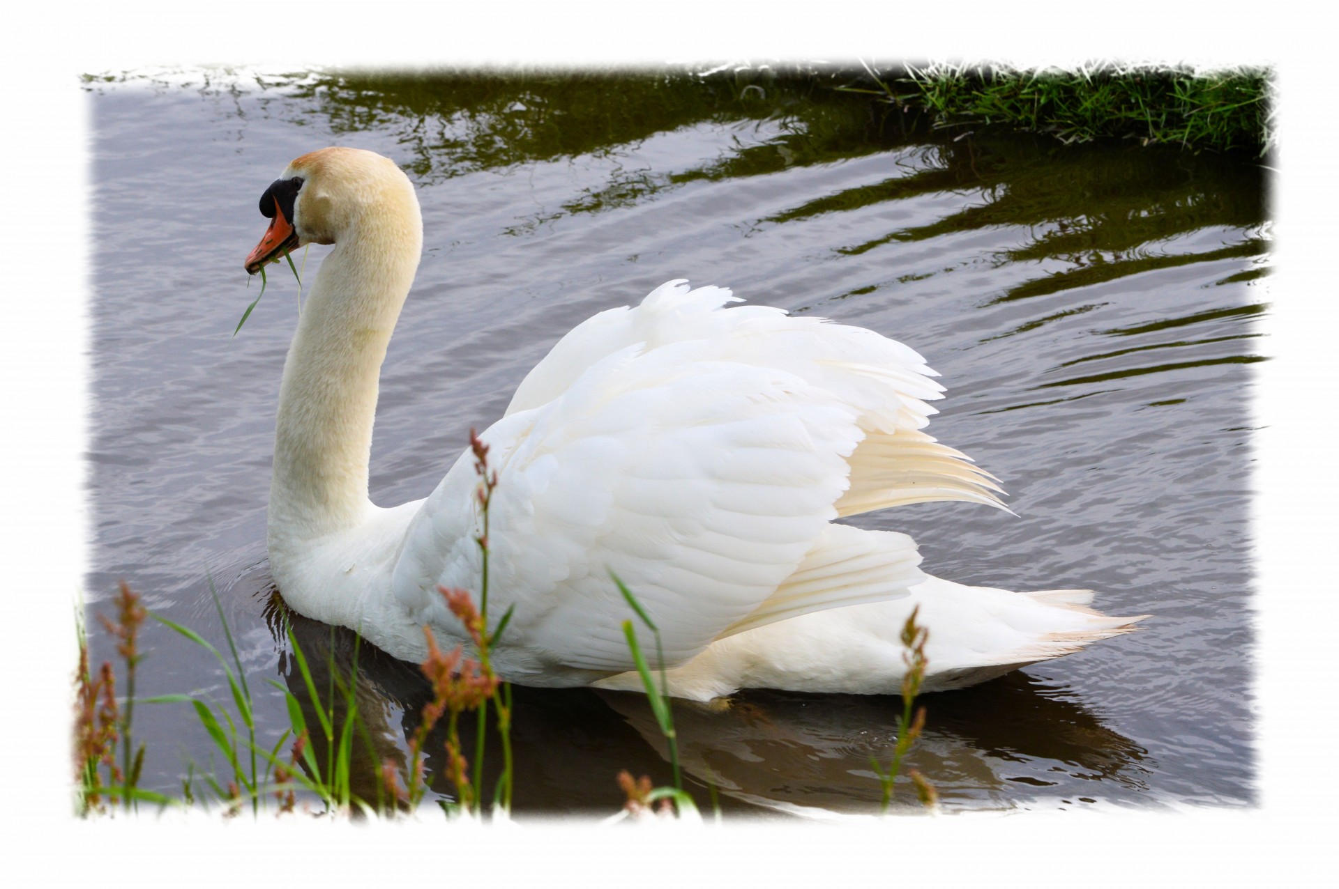 swan water bird animal free photo