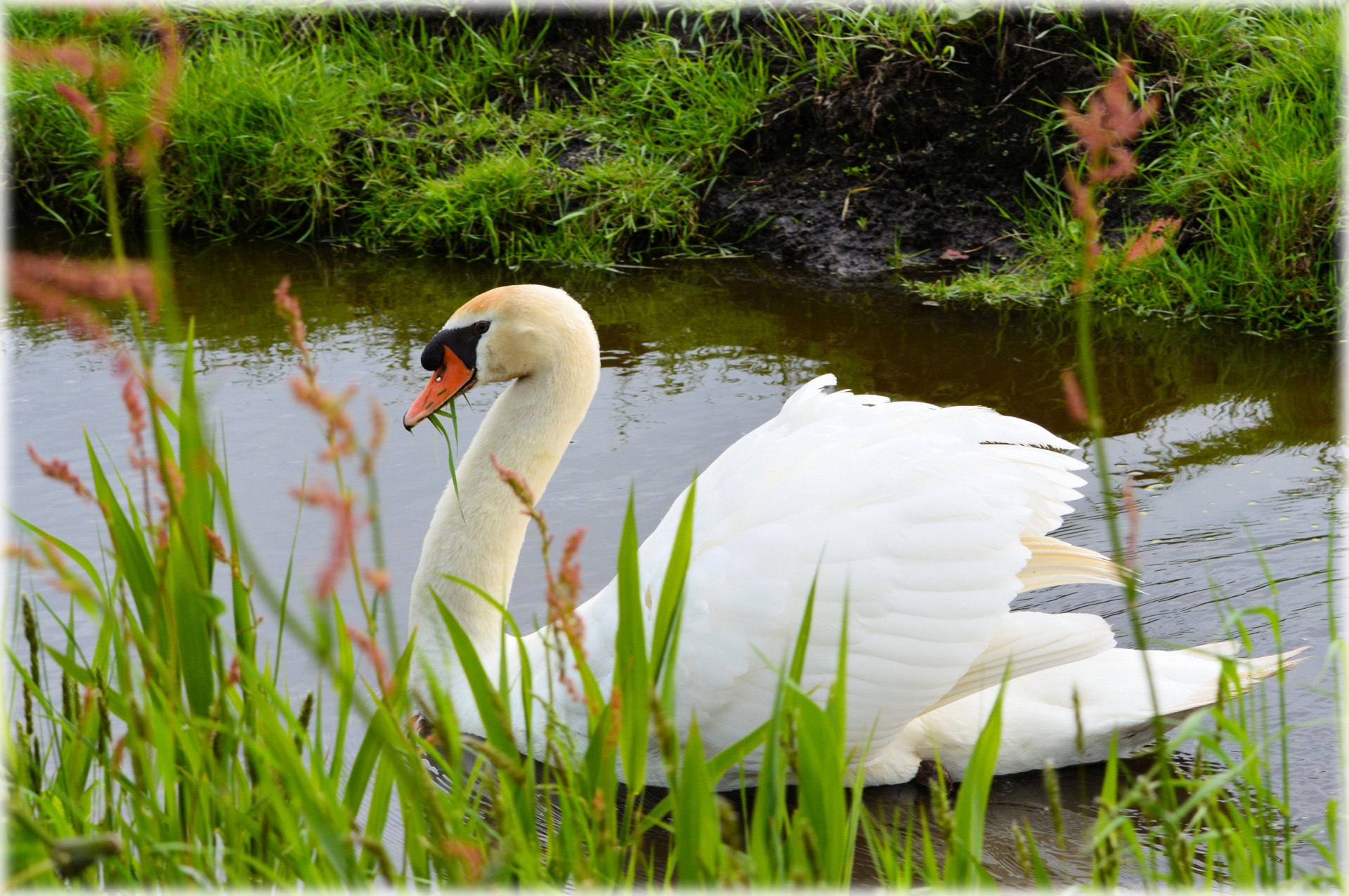 swan water bird animal free photo