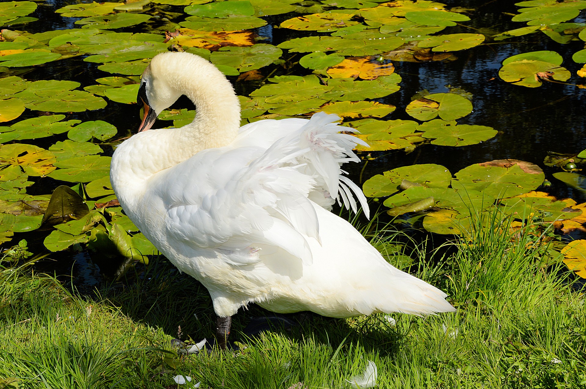 swan swans water bird free photo