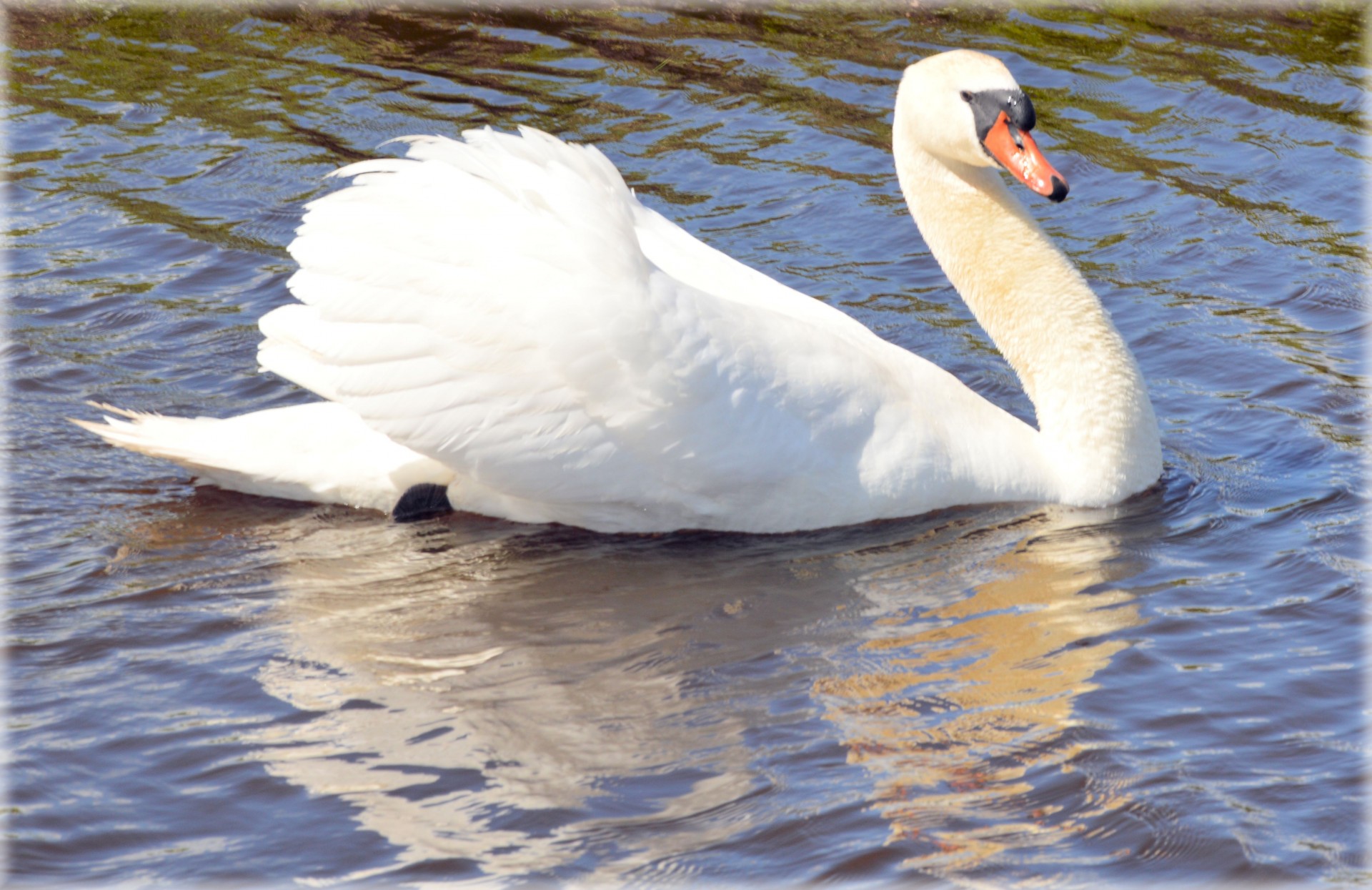 swan nature animal free photo