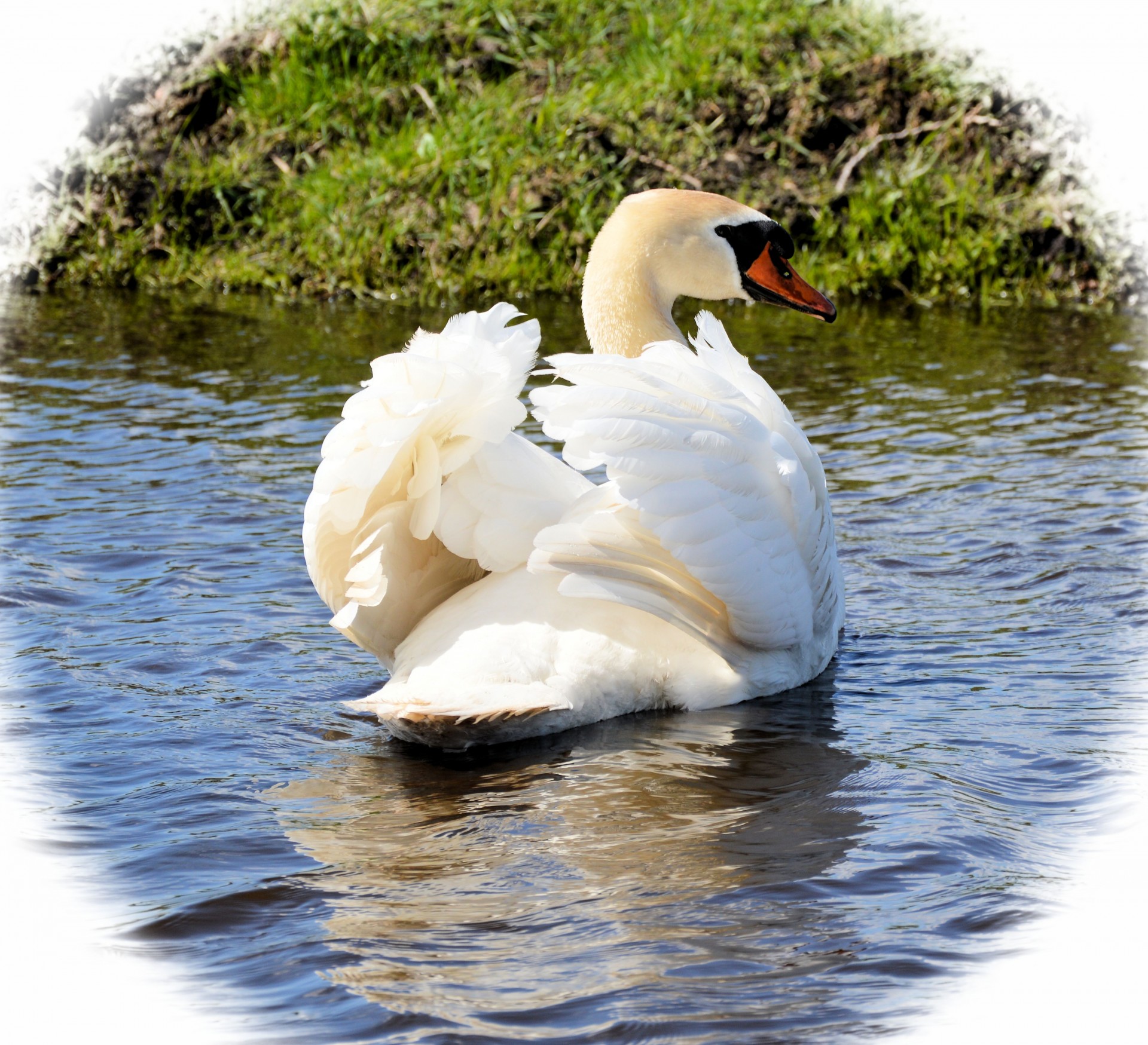 swan nature animal free photo