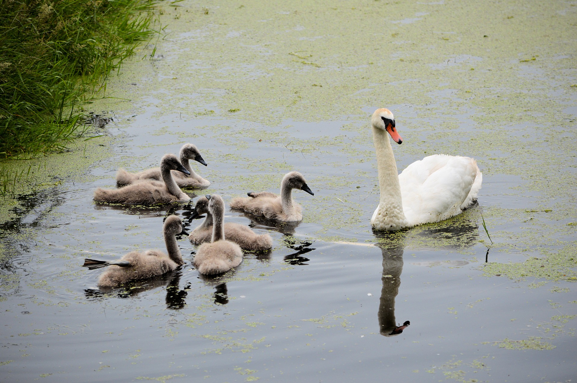 swan swans water bird free photo