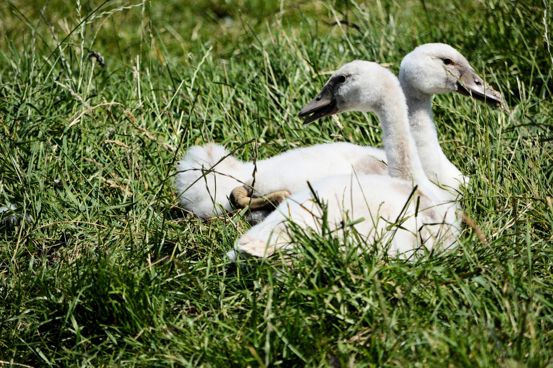 swan white swan bird free photo