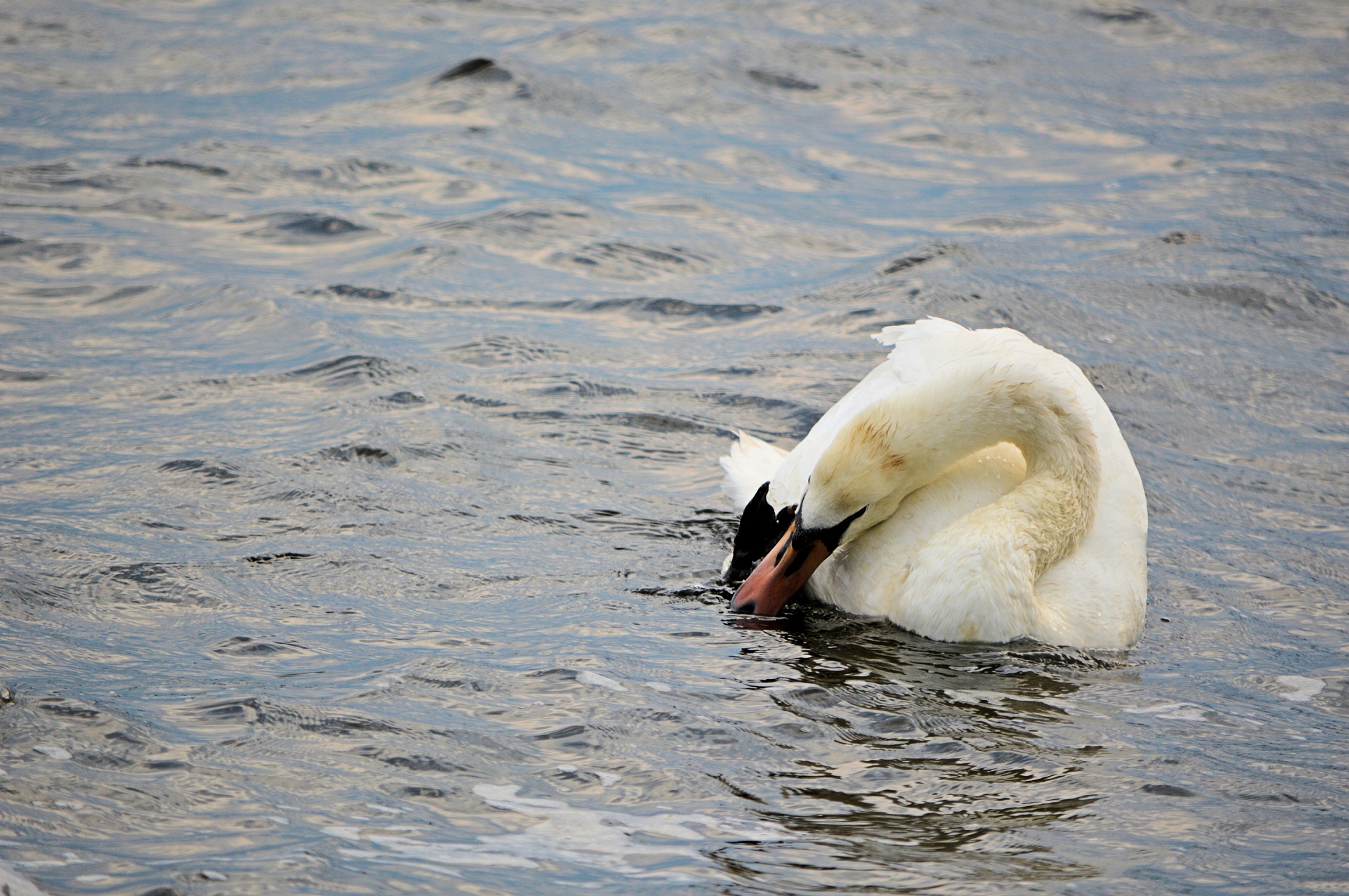 bird birds animal free photo