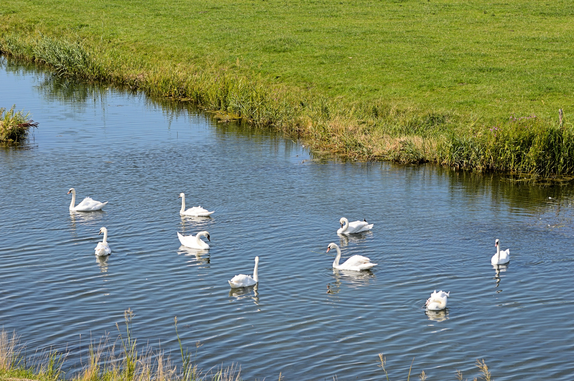 bird birds animal free photo