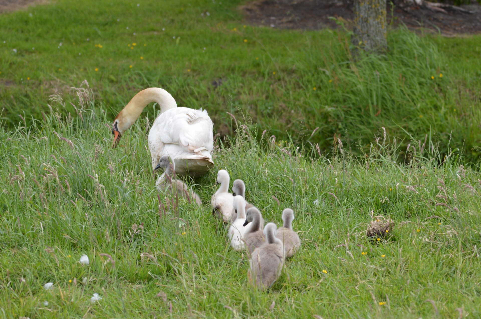 e-card water swan free photo