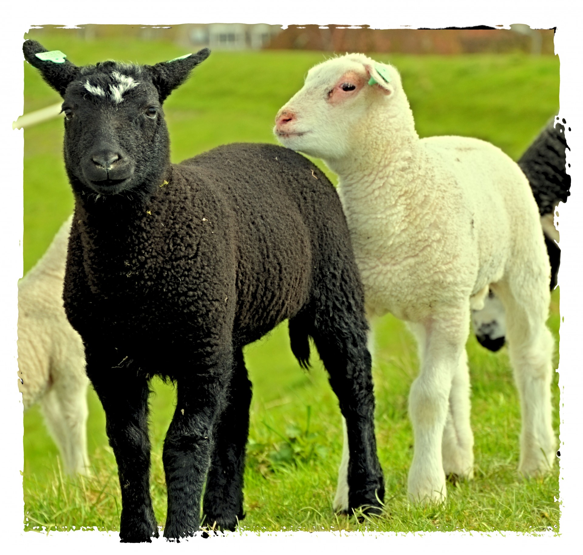 sheep lambs animals free photo