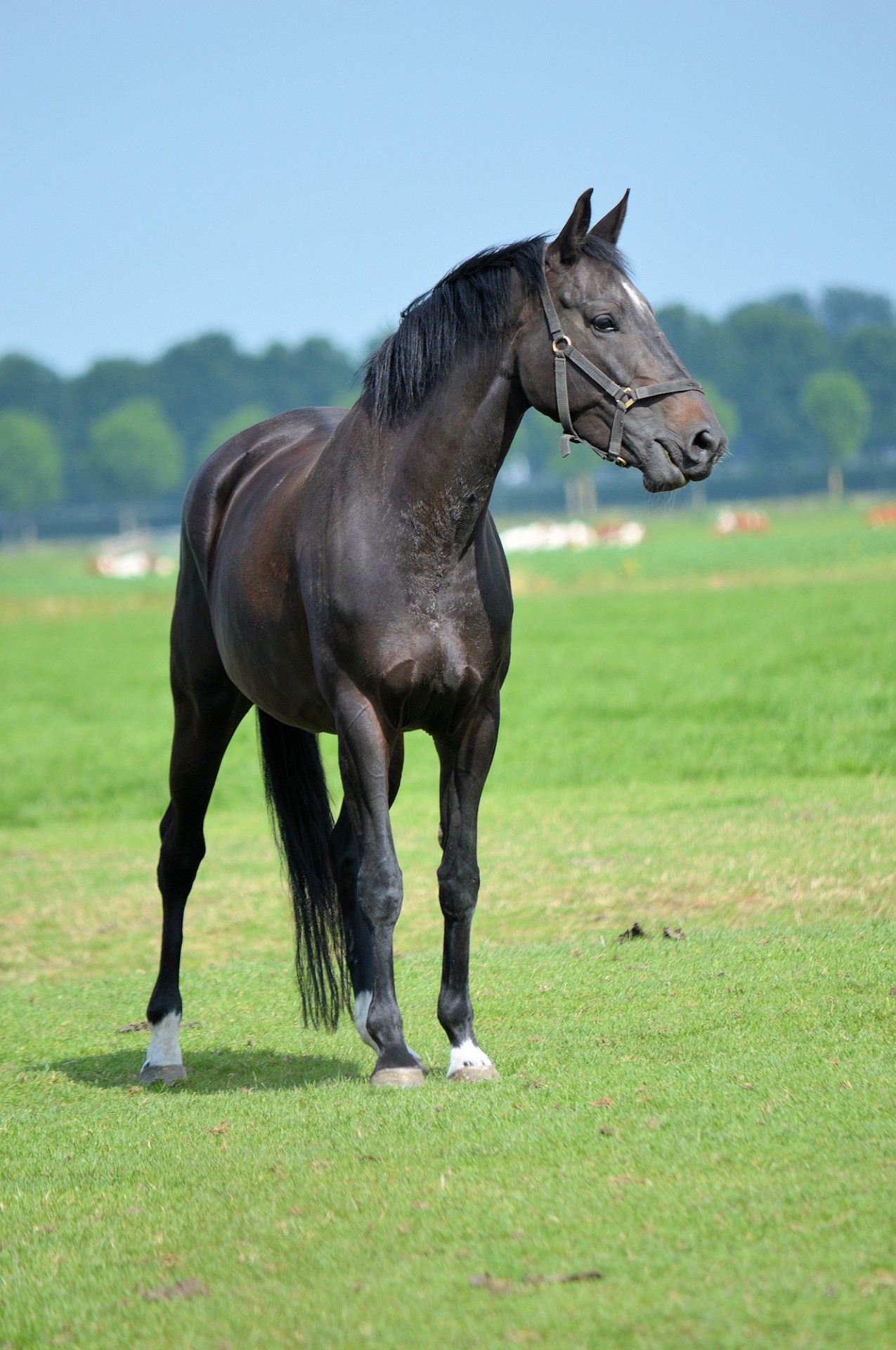 black equestrian horse free photo