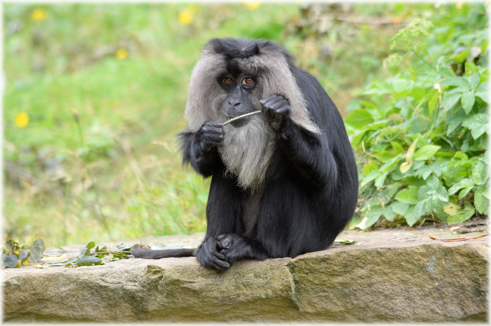 grey black monkey free photo