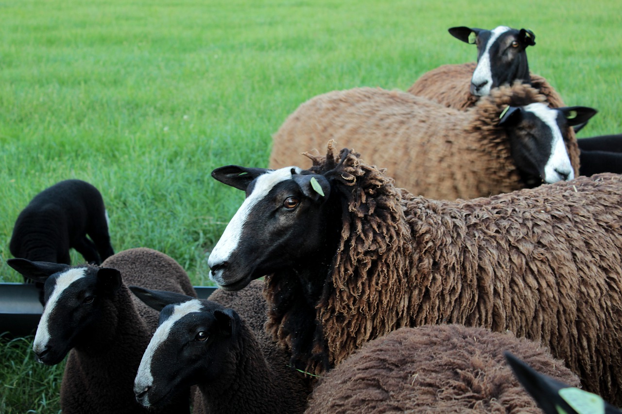 zwartblesschaap  farm animal  lambs free photo