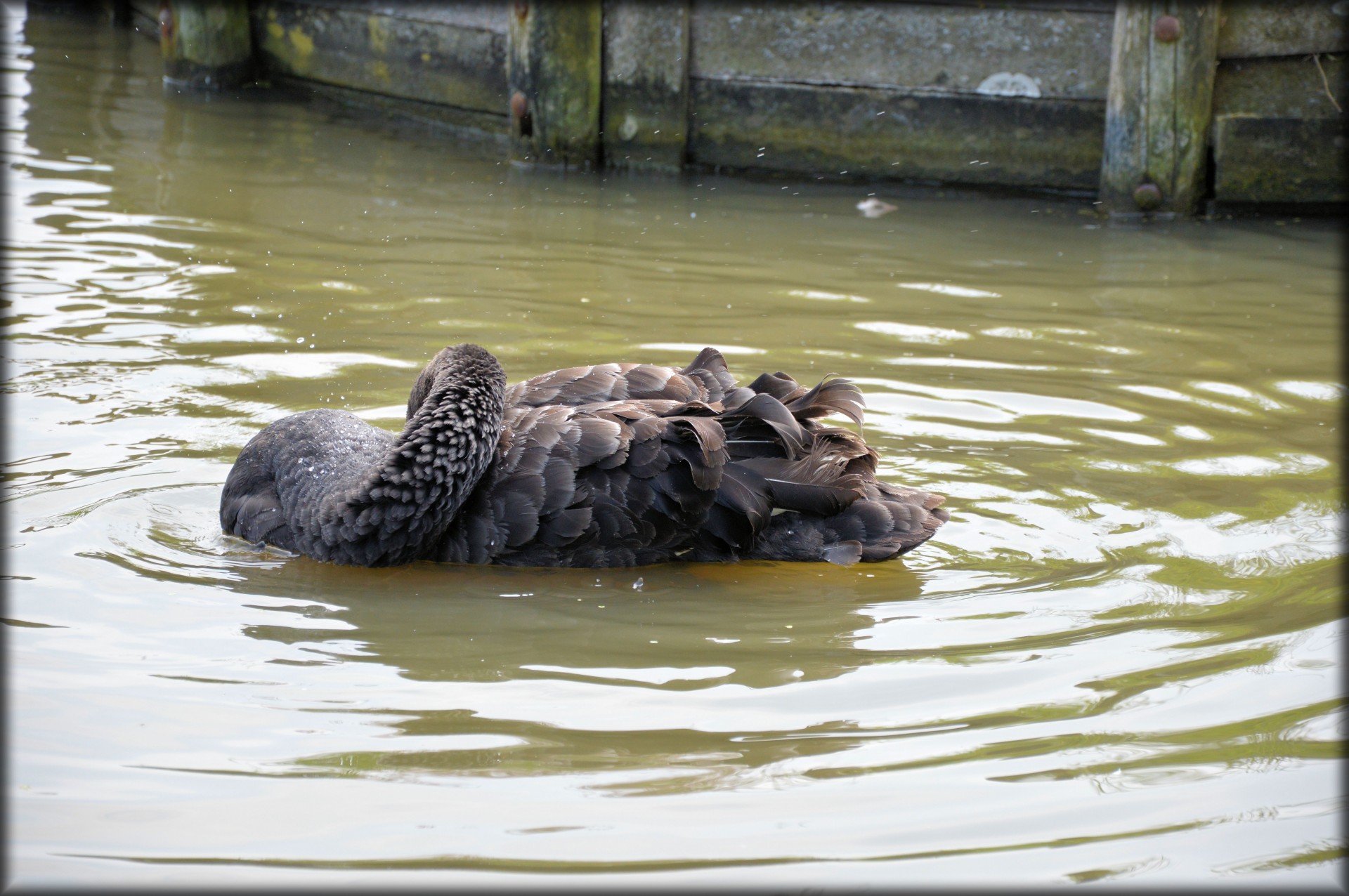 e-card water swan free photo