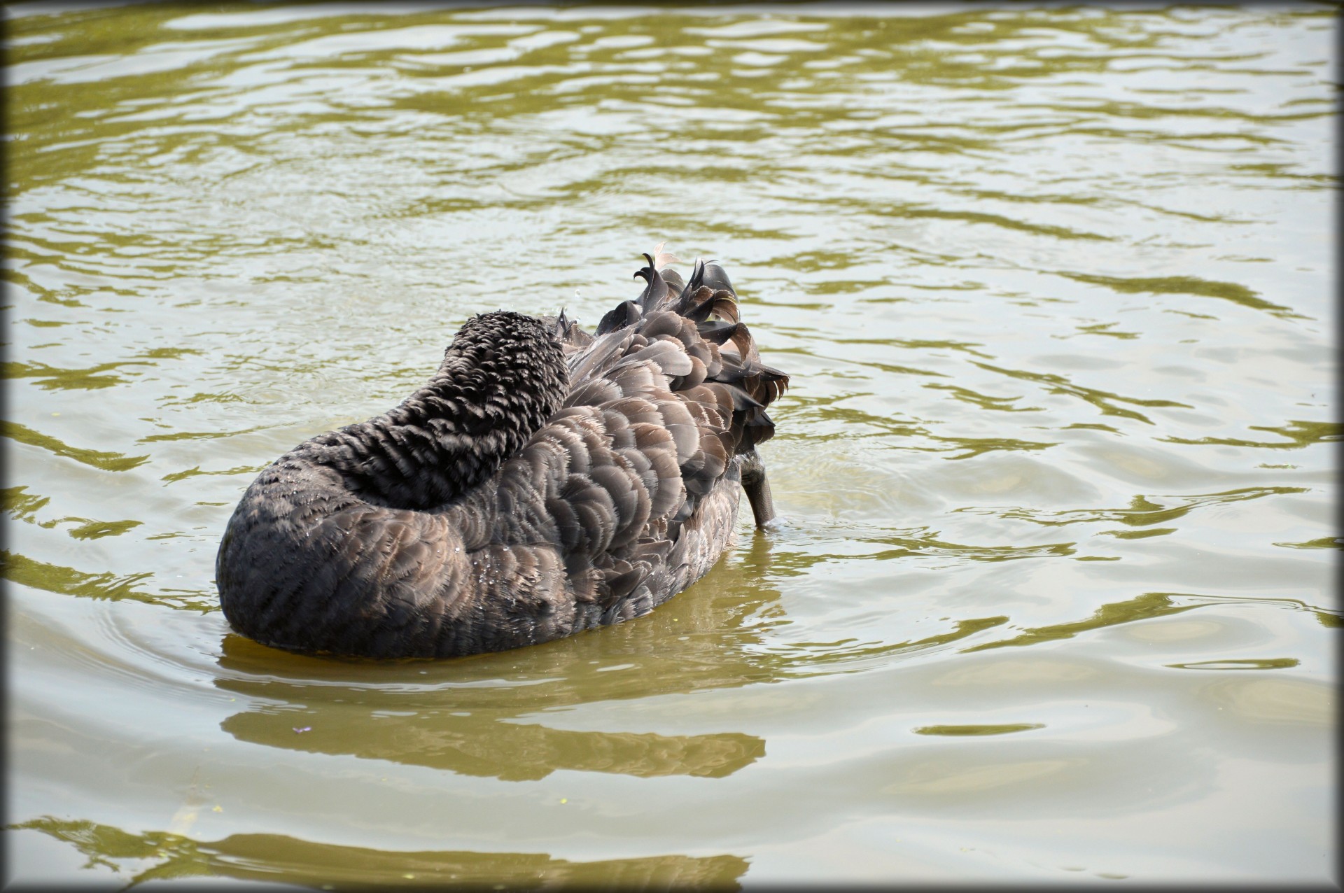 e-card water swan free photo