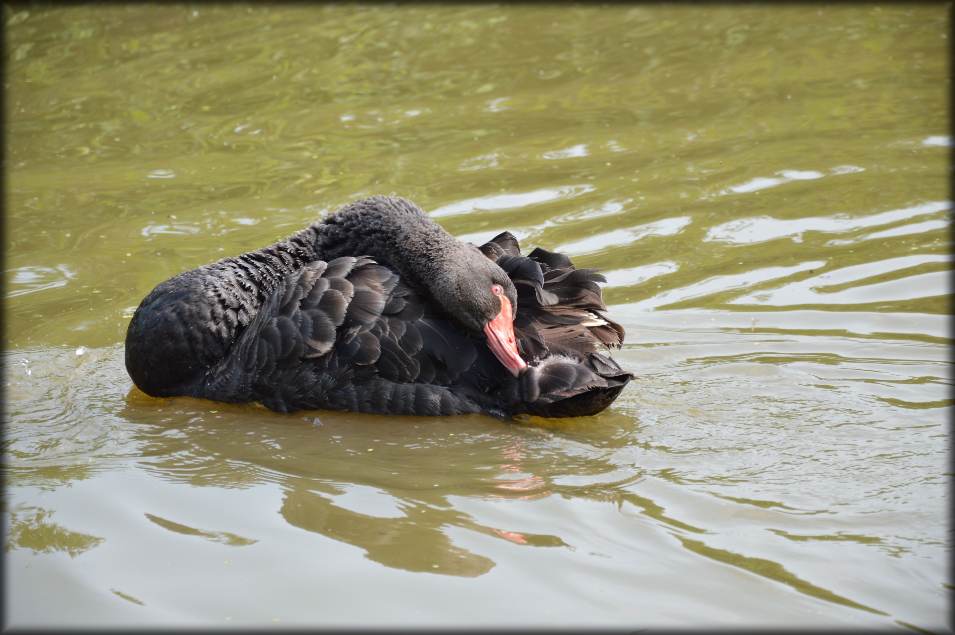 e-card water swan free photo