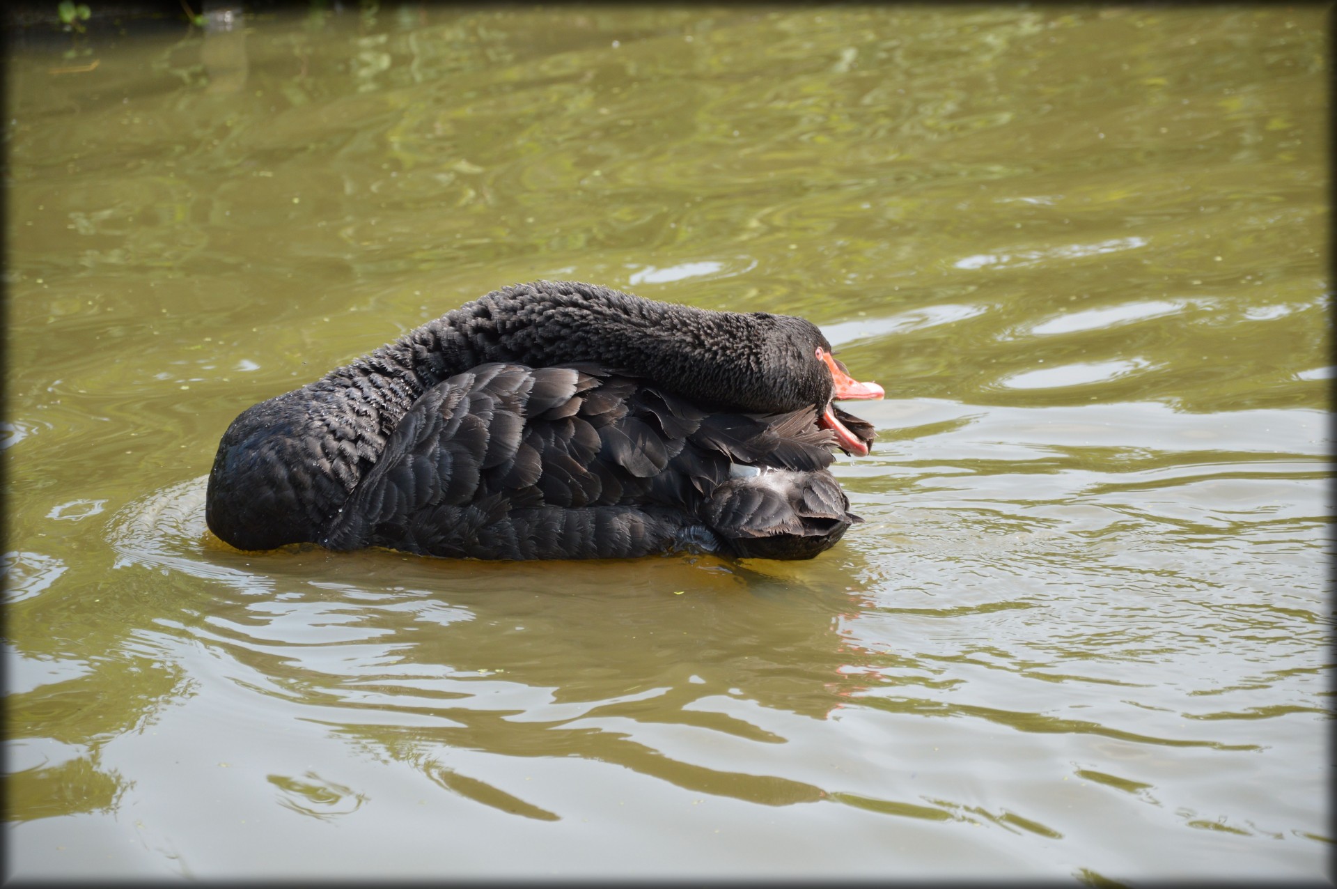 e-card water swan free photo