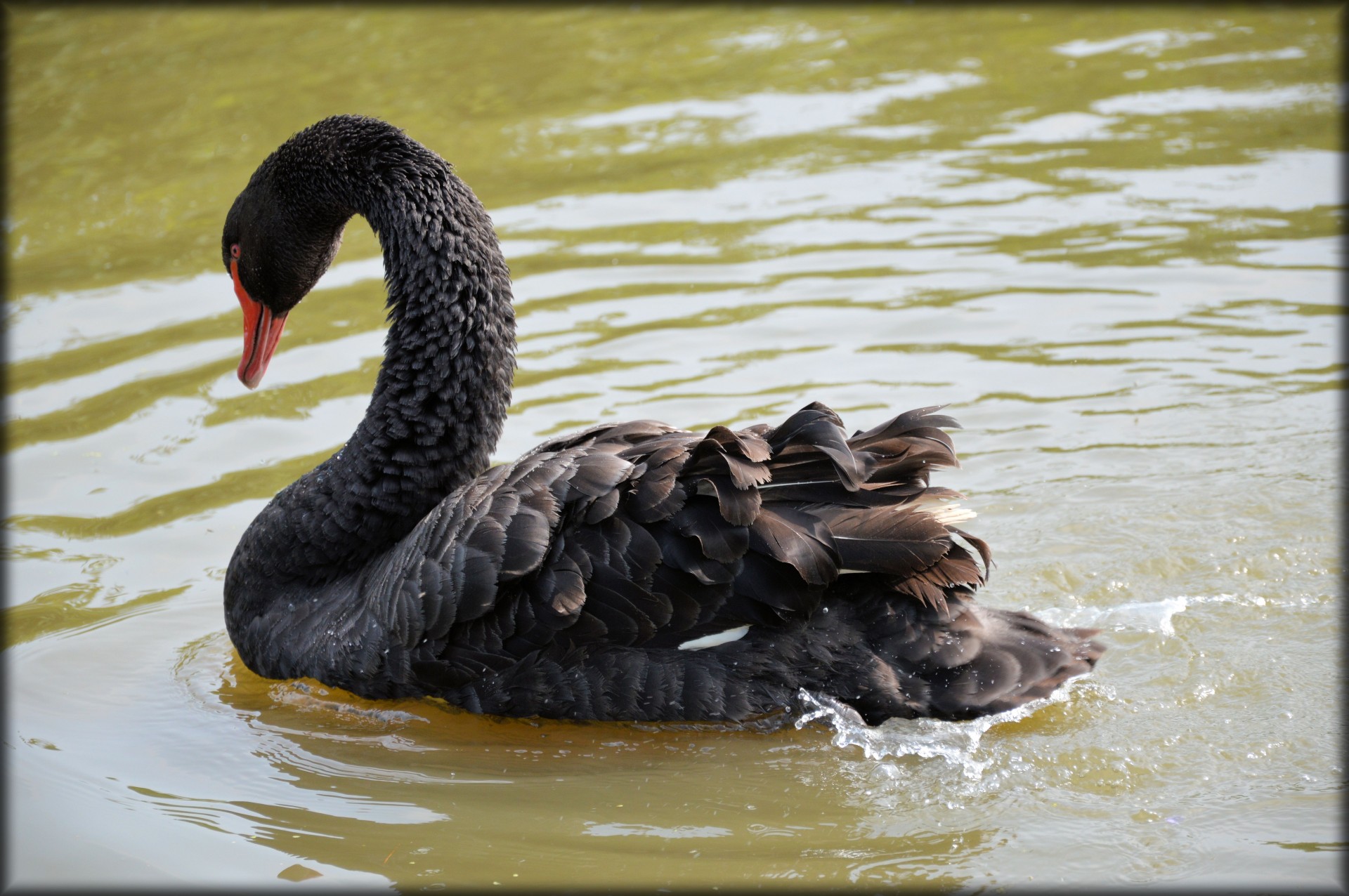 e-card water swan free photo