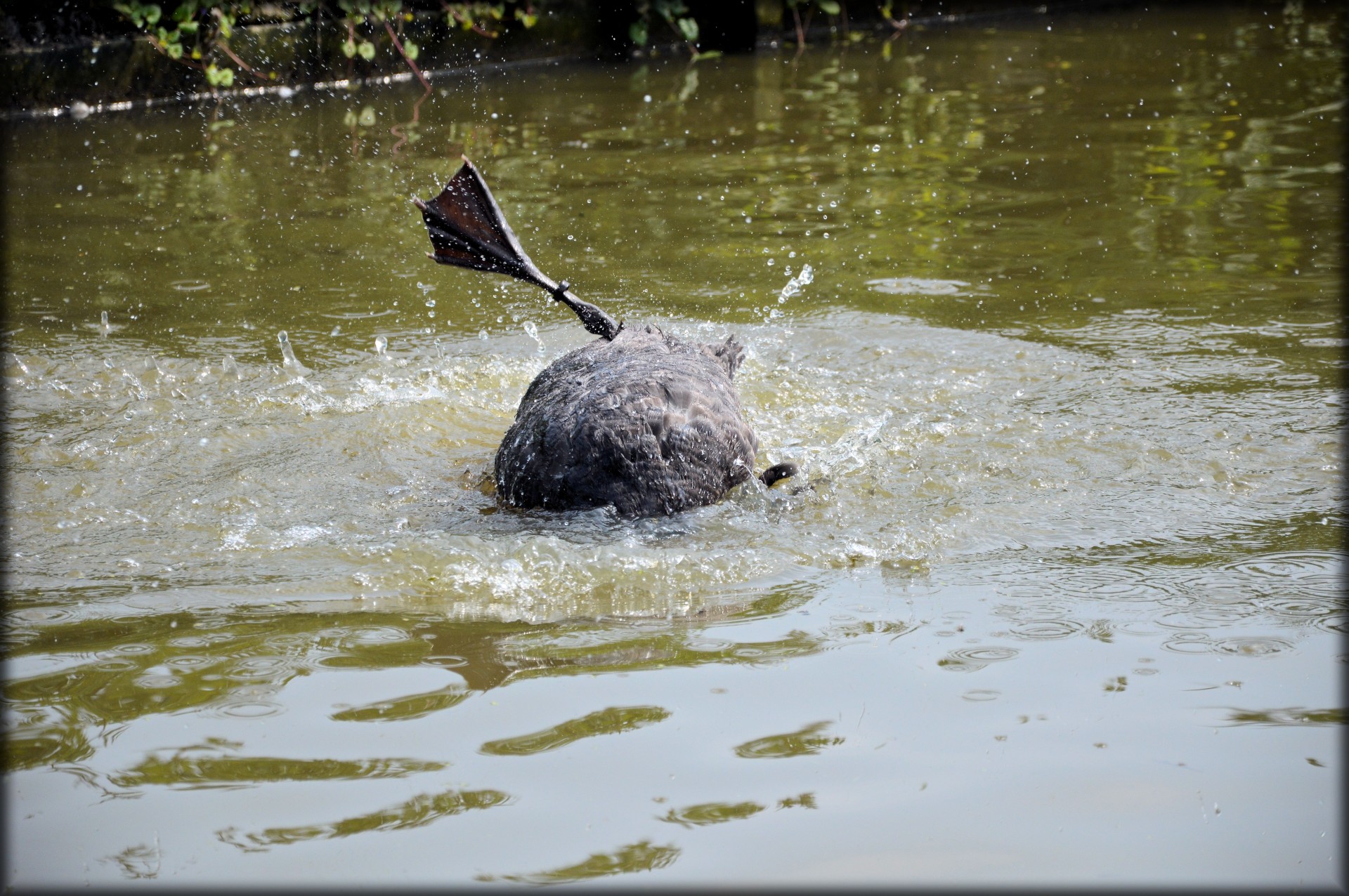 e-card water swan free photo