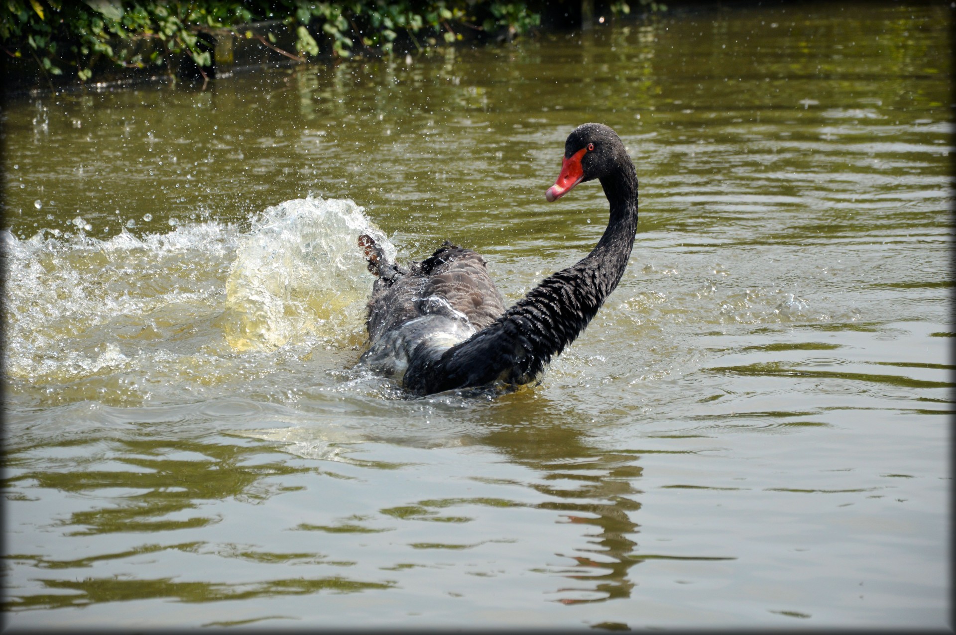 e-card water swan free photo