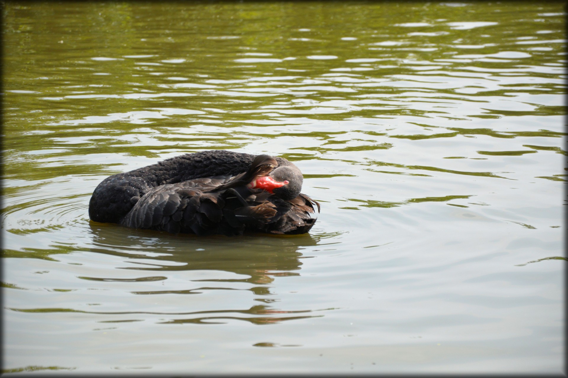 e-card water swan free photo