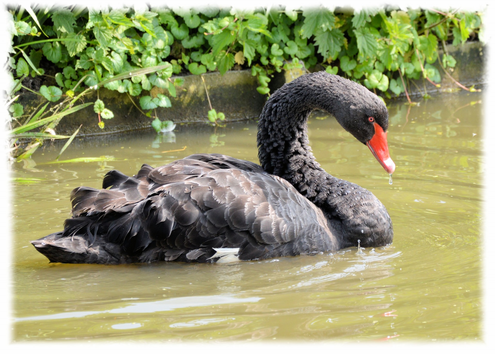 e-card water swan free photo