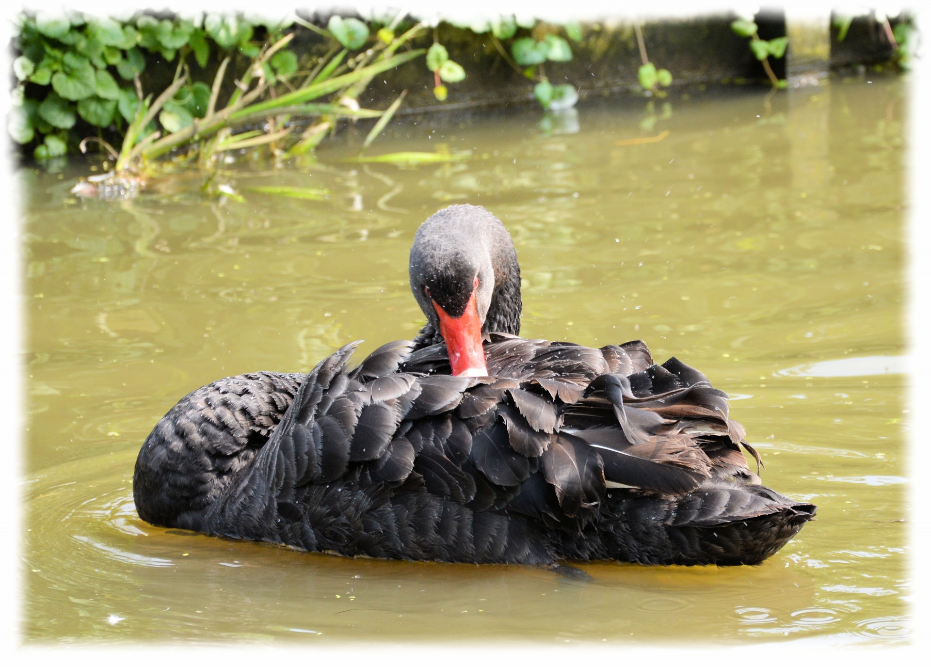 e-card water swan free photo