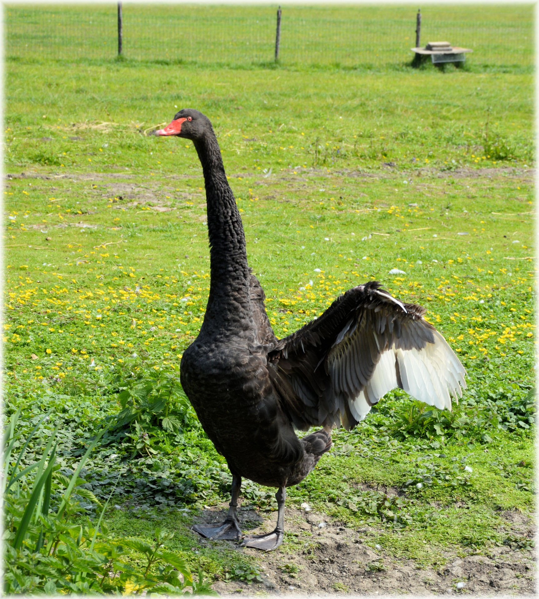 swan black water bird free photo